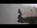 Sony A7R4 200-600mm 4K kingfisher