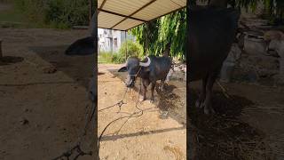 Big buffalo video 🐃 #baffalo #village #big #animals #sound