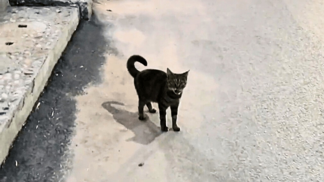 По дороге домой за мной шла бездомная кошка: она беременна и ищет дом для котят!