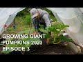 Growing Giant Pumpkins 2023 Episode 3 - Ribbon Vine