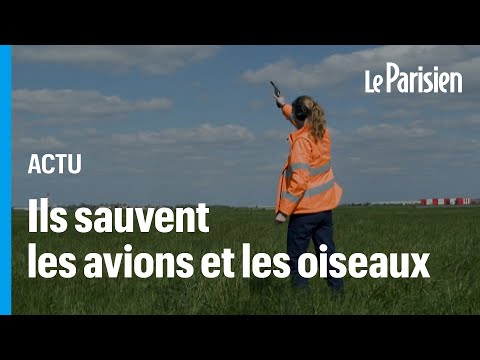 Vidéo: Les effaroucheurs d'oiseaux sont-ils dangereux ?