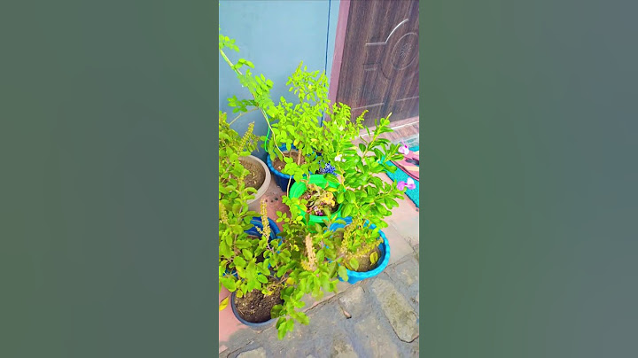 Kya aapke ghar me bhi hai#trending #astrology #plants #tulsi #yt #garden #viral  #youtubeshorts