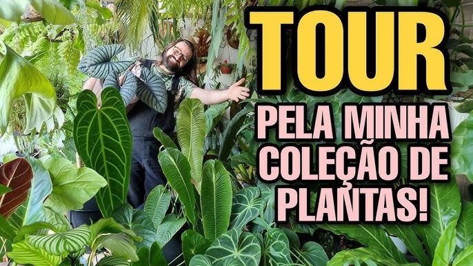 16 plantas de sombra para cultivar dentro de casa sem medo! - Casa e Jardim