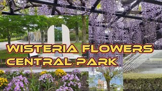 CENTRAL PARK GOTEMBA CITY | WISTERIA FLOWERS | WATER FOUNTAIN #viral