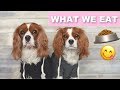 WHAT WE EAT IN A DAY | Dog Nutrition & Diet