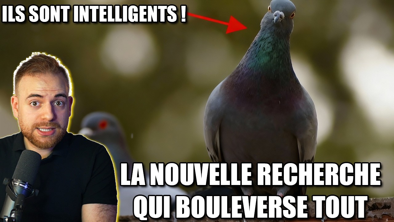 Les pigeons sont CONSCIENTS ? Cette découverte scientifique change tout