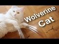 Wolverine cat vs zobi la mouche  parole de chat