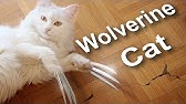 Dubstep Cat Vs The Paper Army Parole De Chat Youtube