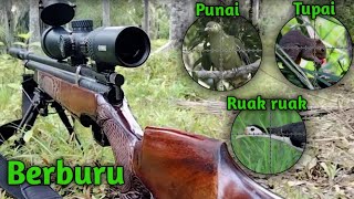 Berburu tupai punai dan ruak ruak Komplit