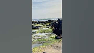 Câu cá dìa lưỡi rường bằng rong biển siêu nhạy #adocau #caucadia