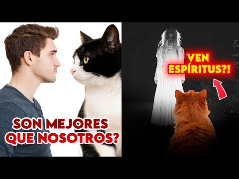 CURIOSIDADES MISTERIOSAS sobre LOS GATOS😱🐱 | OWYKA 👾⚠️