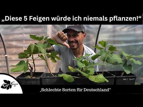 5 Fig Varieties I Would NOT Plant!
