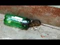 Stupid Mouse Trap / Stupid Mouse / Easy Mouse/Rat Trap/ Best Mouse Trap