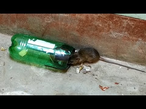 Stupid Mouse Trap