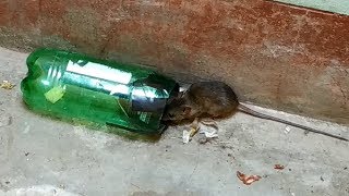 Stupid Mouse Trap / Stupid Mouse / Easy Mouse/Rat Trap/ Best Mouse Trap