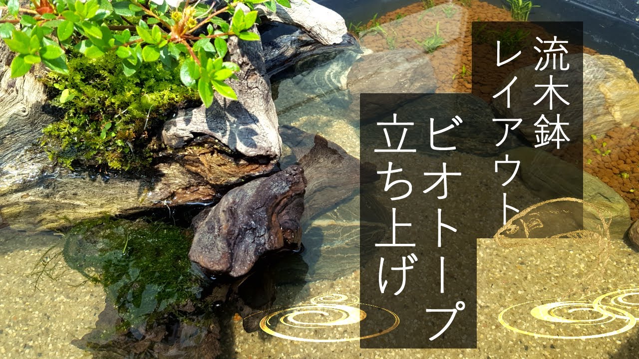 【メダカビオトープ立ち上げ】ツツジ盆栽の流木レイアウト｜medaka ricefish  biotope