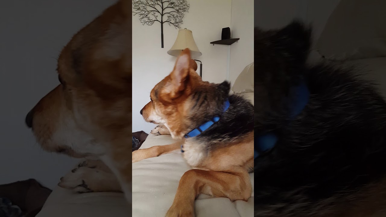 Singing Dog - YouTube