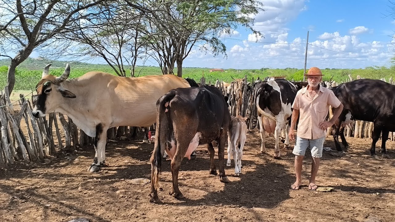 AS VACAS DE ZÉ IMPERIANO TÃO PARINDO TÁ AUMENTANDO O LEITE DA FAZENDA IMPERIANO EM OLIVEDOS PB !!!!