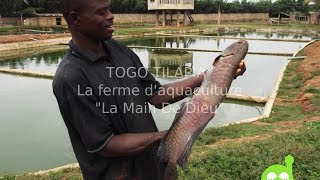 Togo Tilapia avec ces Poissons #Tilapia à votre Goût , Naturel et sans produits chimiques!