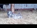 Spanish Mastiff looking after the stable の動画、YouTube動画。