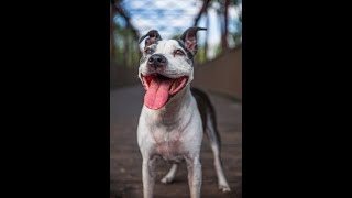 American Staffordshire Terrier Breed /Amstaff /Amstaff Dog Breed /Dog Breeds #shorts