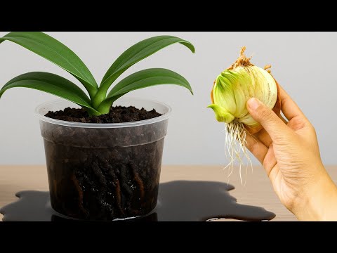 At this stage, the plant is not growing, it is recovering.