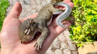 RESCUED! BABY SQUIRREL FELL FROM a TREE !