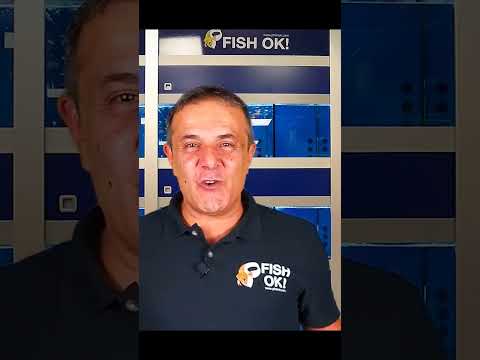 Video: I pesci respirano aria?