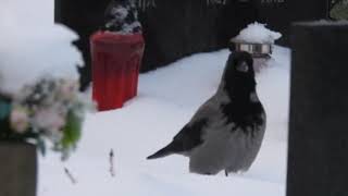 Download Lagu Just walking MP3