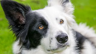 Border Collie vs  Miniature Australian Shepherd: Size and Temperament Border Collie Vs Australian Shepherd