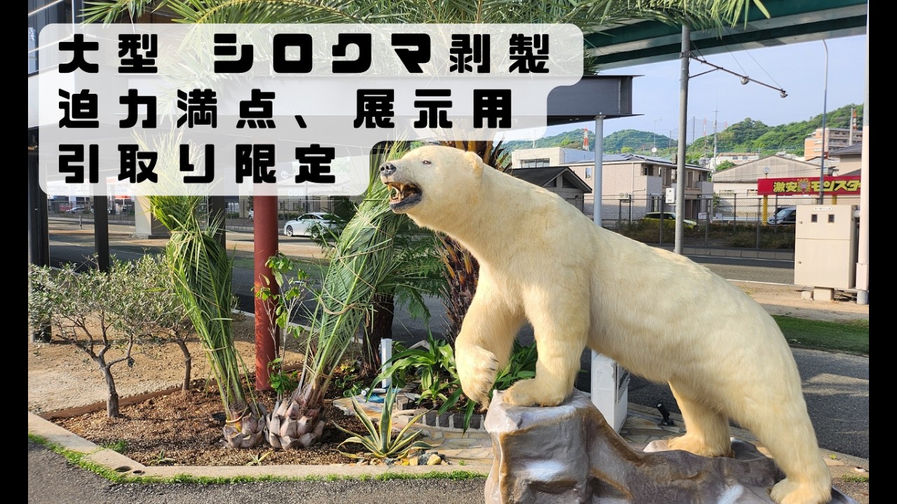 大型 シロクマ剥製 高さ約2m 横幅約2m 迫力満点 展示用 引取り限定