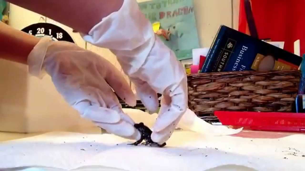 How to pick up your frog YouTube