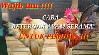 CARA BETERNAK AYAM SERAMA UNTUK PEMULA