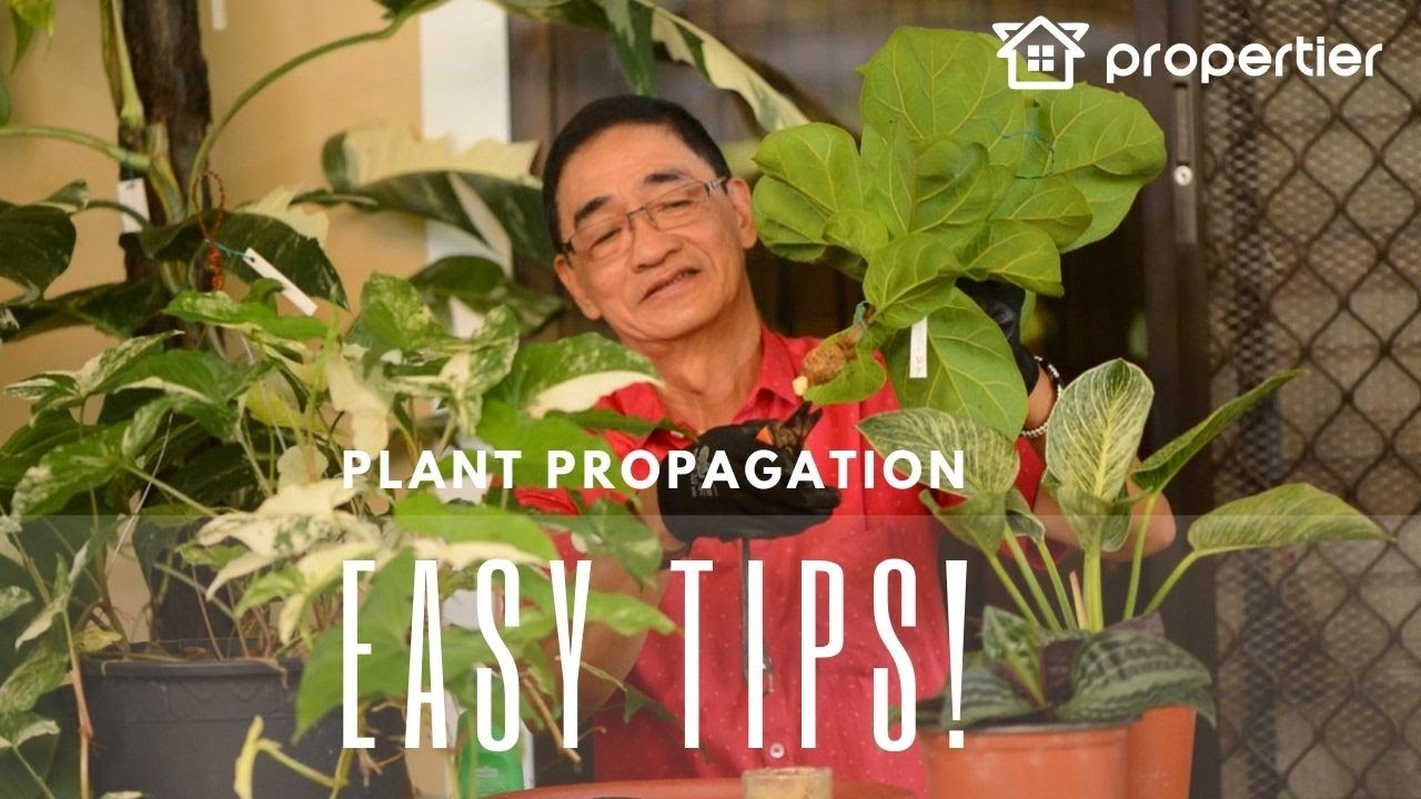 Beginners Guide! How to Propagate House Plants | Quick Sampler