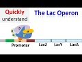 The Lac operon | Regulation of gene expression