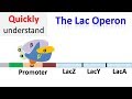 Mastering Lac Operon Dynamics in Gene Expression Regulation