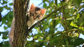 "Feline Frenzy: Exploring the Enchantment of Cats"