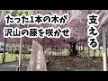 【天王川公園】愛知県 藤まつりペット同伴可[Tenno River Park] Aichi Prefecture Wisteria Festival