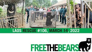 Laos rescue of female moon bear caged for 6 years