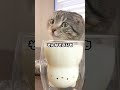 【閲覧注意】猫の"最期"のいたずらに7万人が涙 #猫 #感動