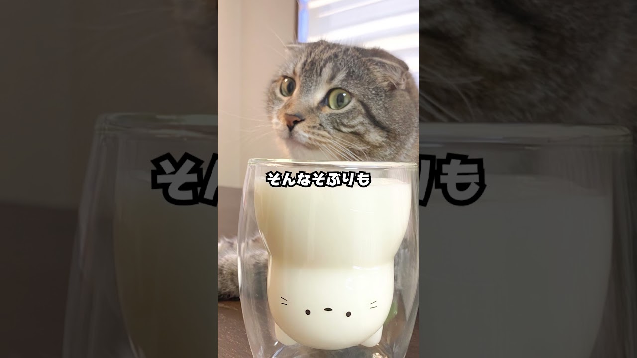 出しすぎちゃった猫 A small, aggressive calico cat appeared, trying to tear