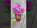 5 Permanent Summer Flowering Plants for Small Pots #youtubeshorts #gardening #adenium