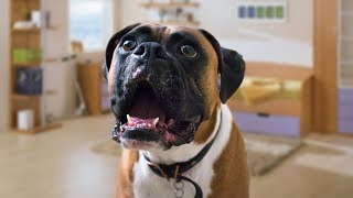 Funny Boxer Dog Talking Compilation