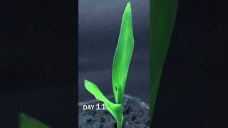 Corn Sprouting Time Lapse