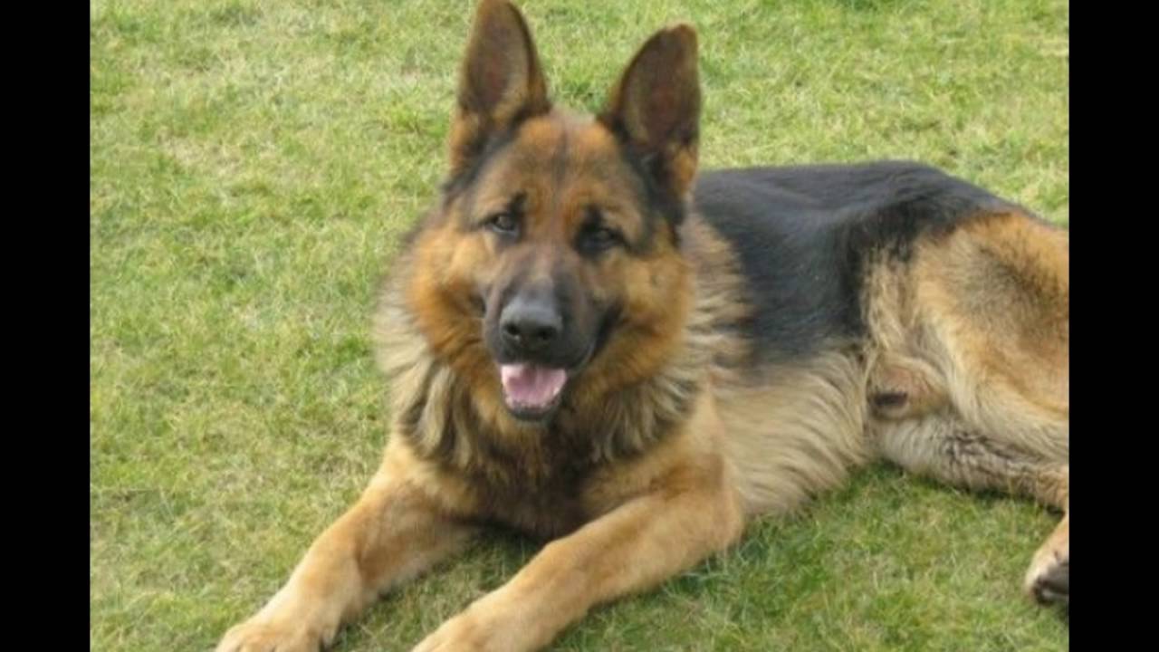 Németjuhász kutyák!!! :)) - YouTube