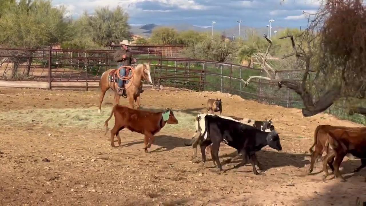 Playboys Peso 6 year old Gelding