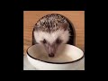 cute animal Милые животные видео подборка милые моменты животных