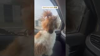 Wagging through Wednesday😎 #cute  #dogsofyoutube #funny #shihtzu #drive #shorts #trendingshort