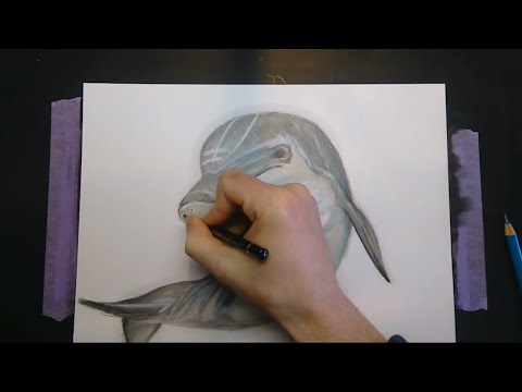 how to draw a bottlenose dolphin easy