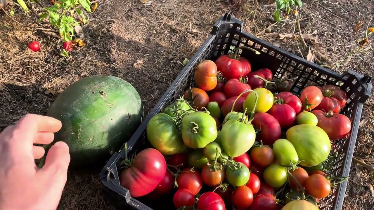 Quoi faire sous serre en hiver ?